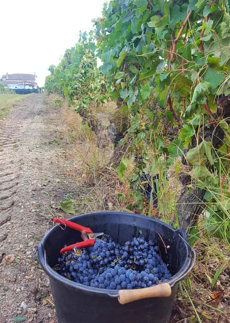 Château Cantelaube: tour and tasting at an unusual wine estate - Meeting Point and Tour Logistics