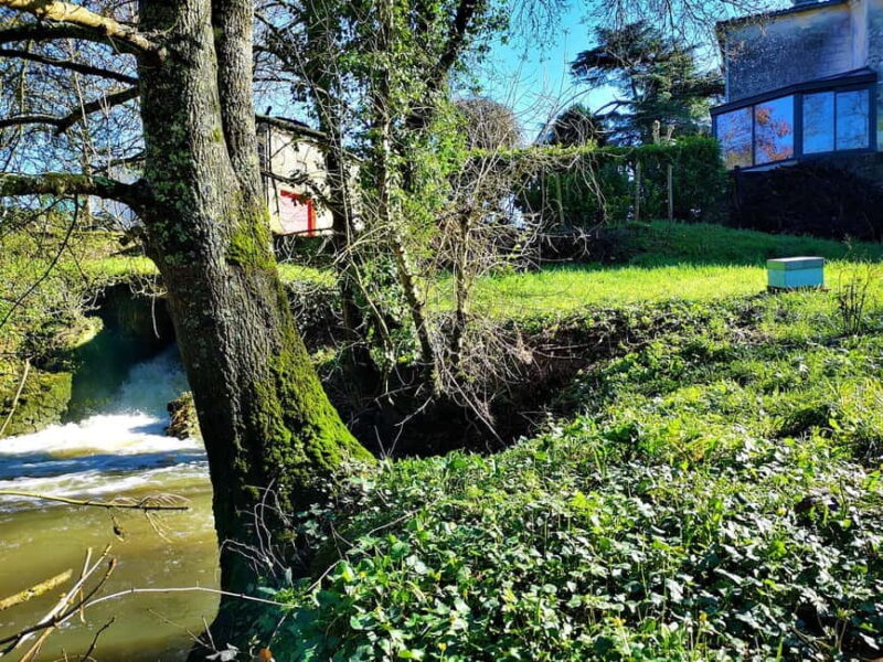 Château Cantelaube: tour and tasting at an unusual wine estate - Why This Tour Stands Out Among Saint Emilion Experiences