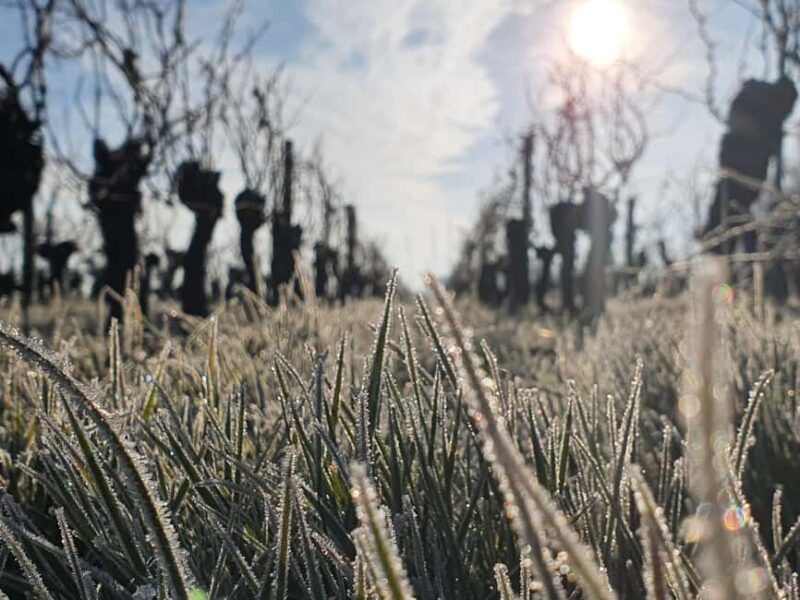 Château Champion: Winter walk and comfort by the fire - A Warm Welcome in Saint-Émilion’s Vineyards