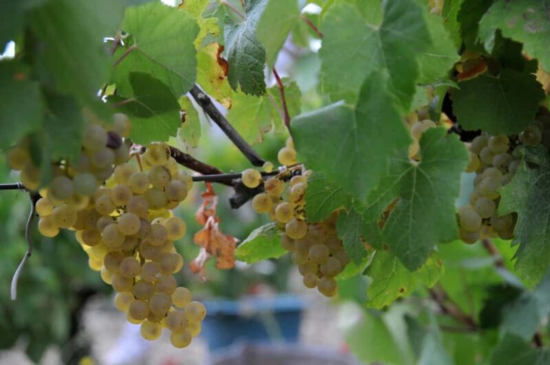 Château Villemagne: Tour of the cellar and tasting of our wines. - The Guided Tour and Tasting Breakdown