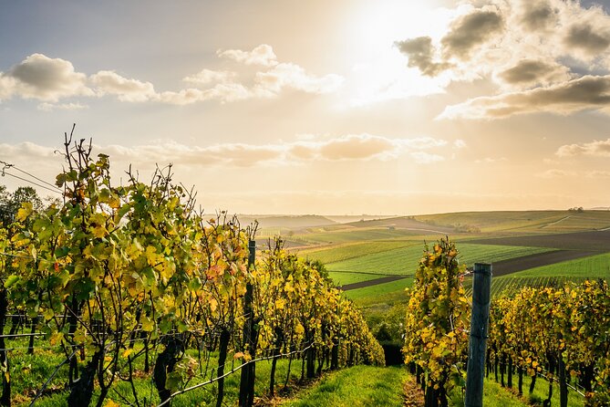 Chateauneuf du Pape and Luberon vineyard tour from Avignon - Discover the Charm of the Provence Vineyards and Villages