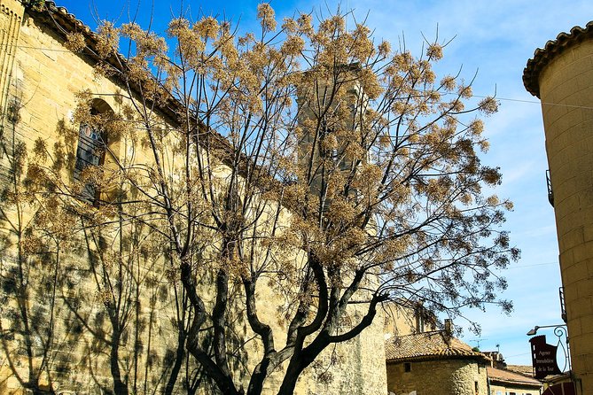 Châteauneuf Du Pape intensive vineyard & fine wine experience - The Experience for Different Types of Visitors