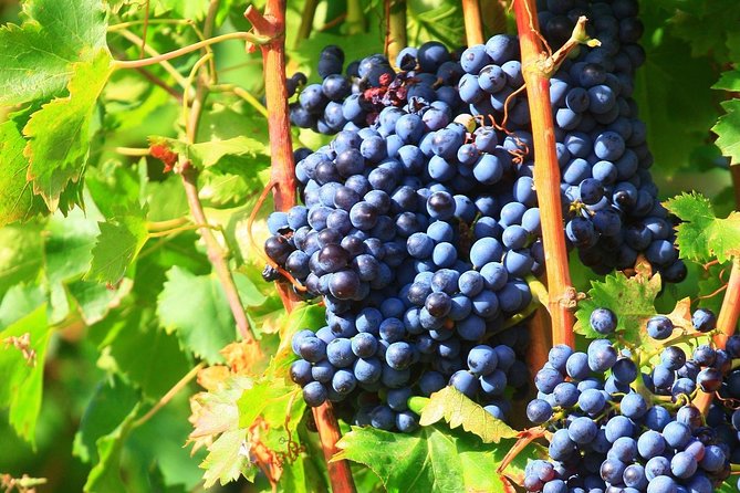 Châteauneuf du Pape Wine Day Tasting Tour including Lunch from Avignon - Practical Details and Tips for the Tour