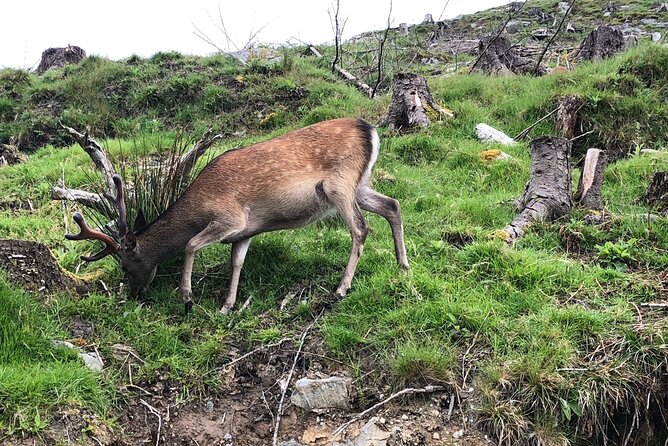 Chauffeur Driven Tour of Beautiful County Wicklow - Key Points