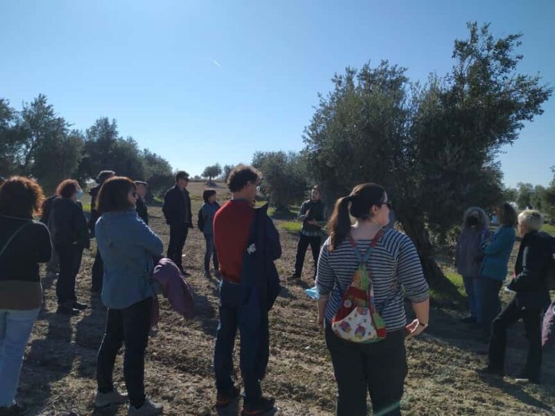 Check out an oil mill and enjoy a tasting with snacks and wine pairing - Scenic Walk Through the Olive Grove