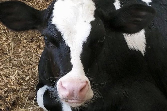 Cheese, Canals & Windmill Countryside E-Bike Tour Amsterdam - Scenic Routes and Village Charm