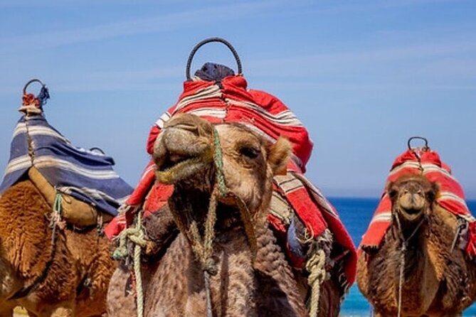 Chefchaouen Day Trip from Seville - Key Points