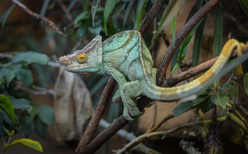 Chester: Chester Zoo Entry Ticket - The Richness of Southeast Asian and South American Exhibits