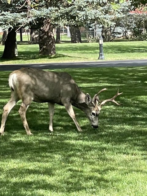 Cheyenne Cañon Art and Nature Segway Tour - The Unique Experience of Gliding on a Segway