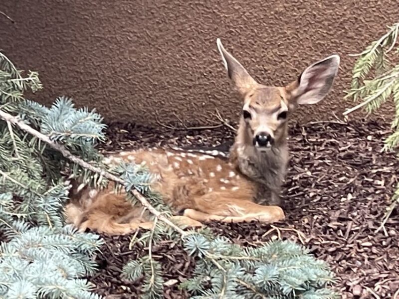 Cheyenne Cañon Art and Nature Segway Tour - What’s Included in the Tour