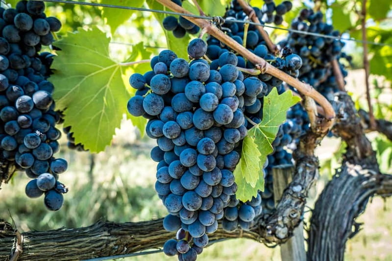 Chianciano Terme: Guided Winery Tour & Wine Tasting - Who Will Enjoy This Tour Most?