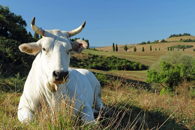 Chianina cattle Tour - Discover the Majestic Chianina Cattle and Valdichiana Calves