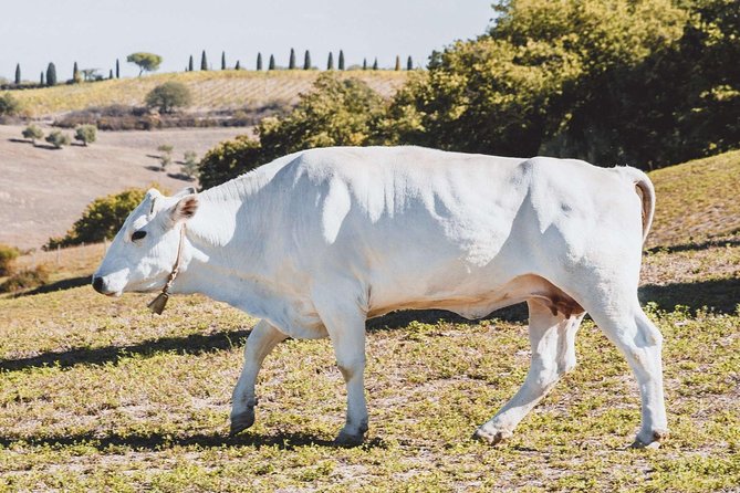 Chianina cattle Tour - Visiting the Fierli Farm: Close Encounters with Valdichiana Calves