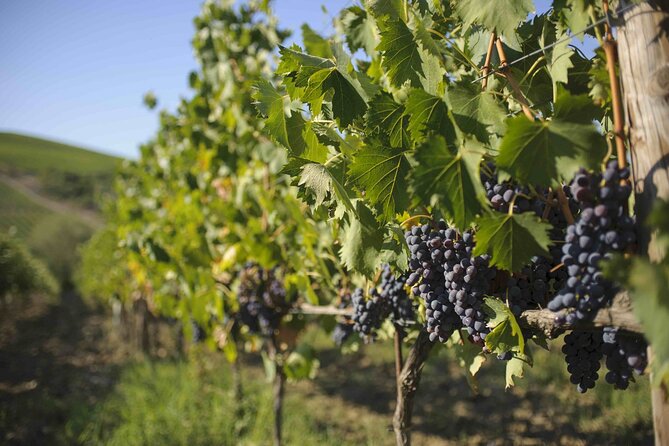 Chianti Classico wine Tour and Tasting - Departure and Meeting Point in Castellina in Chianti