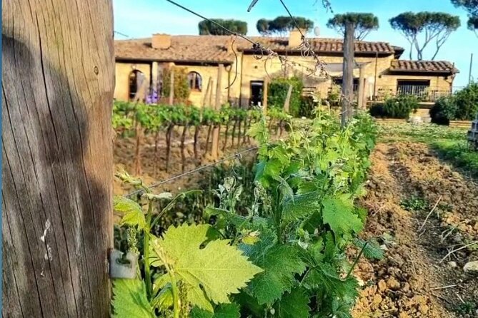 Chianti Classico wine Tour and Tasting - Pacing and Duration Considerations