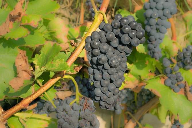 Chianti Experience Shore Excursion from Livorno Port - Lunch Options: Traditional Trattoria or Private Home Experience