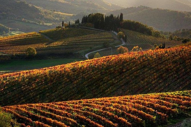 Chianti Half-day Wine Tour in the Tuscan's Hills from Pisa - Olive Oil and Charcuterie Tasting