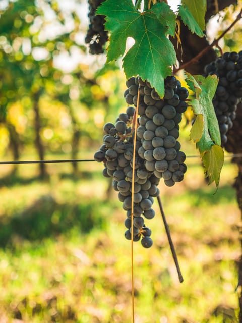 Chianti Organic wine tasting - The Role of Local Food and Seasonal Produce