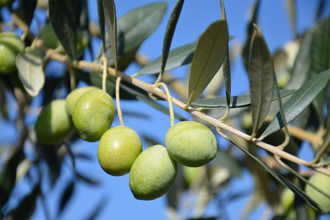 Chianti, SuperTuscan & San Gimignano - 2 wineries and light lunch - Guide Personalities and Customer Praise
