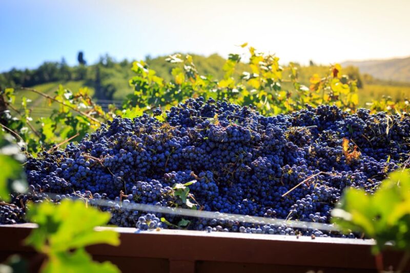 Chianti: Wine and Olive Oil Tasting with Cellar Tour - Tasting Local Wines and Olive Oil