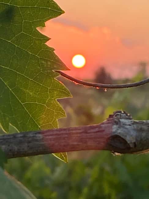 Chianti Wine and Special Light Lunch - The Family Heritage of the Estate and Its Focus on Quality