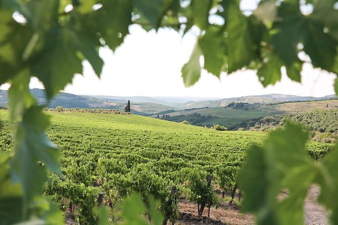 Chianti Wine Tour from Florence - Physical Requirements and Accessibility