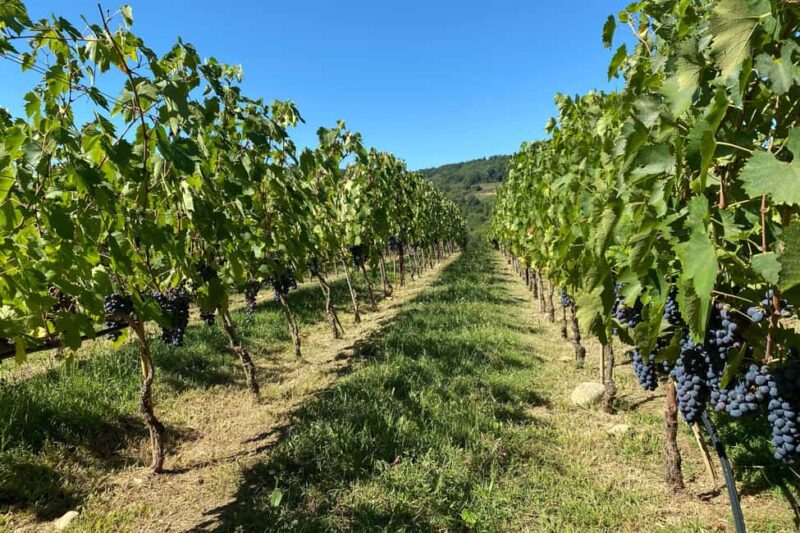 Chianti Winery + Brolio Castle Private Tour - Comparing to Similar Experiences