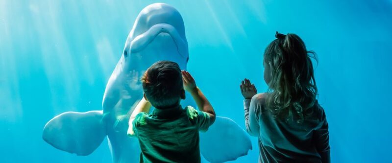 Chicago CityPASS®: Save up to 49% at 5 Top Attractions - 360 CHICAGO Observation Deck: Views from the John Hancock Building