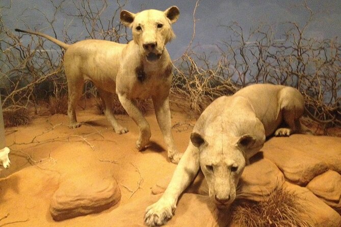 Chicago Field Museum Ticket and Audio Tour on Your Phone - Key Points