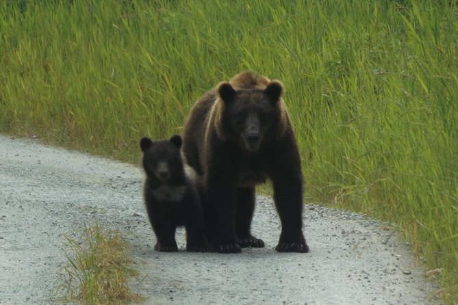 Chichagof Island Tour: Brown Bear Search - The Role of Guides and Their Expertise