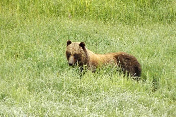 Chichagof Island Tour: Brown Bear Search - Strengths and Limitations of the Tour