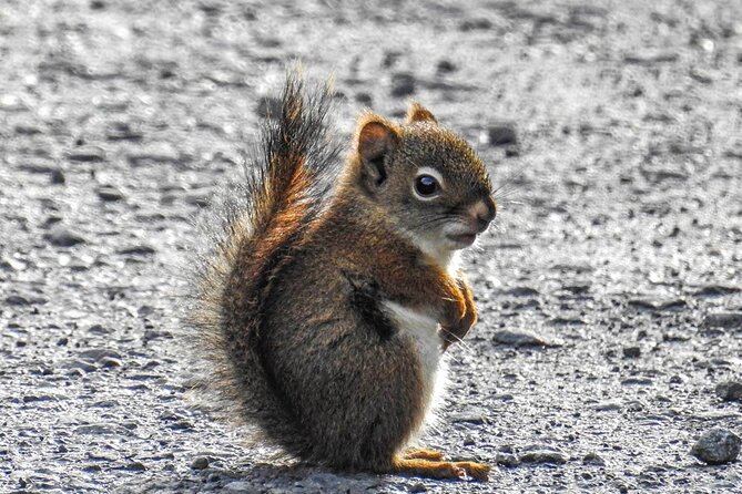 Chichagof Island Tour: Brown Bear Search - Is this tour right for you?