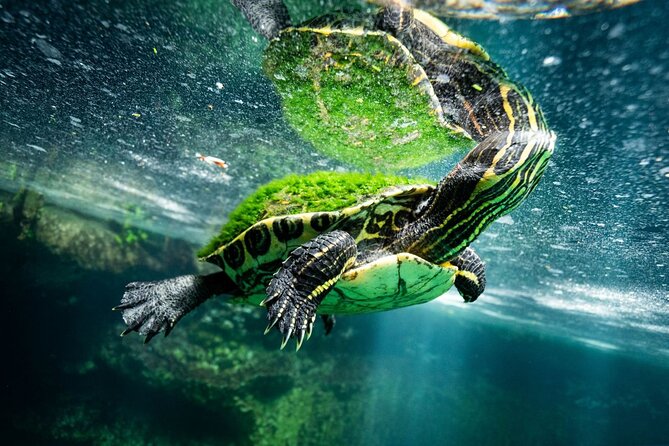 Chichén Itzá and Cenotes Day Trip with Traditional Lunch - Logistics and Practical Considerations