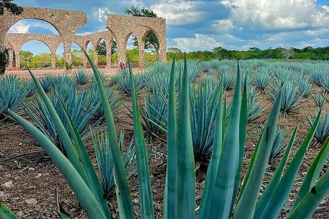 Chichen Itza, Cenote, Tequila and Valladolid Tour from Cancun - Key Points