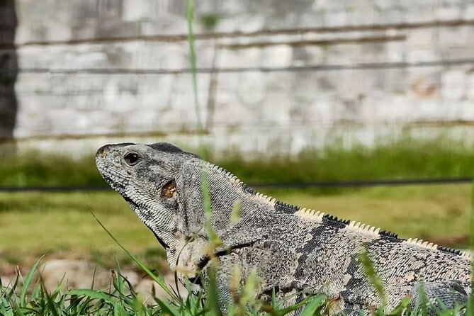 Chichen Itza, Mexican Buffet, Cenote & Valladolid guided Tour - Included Features and Optional Extras