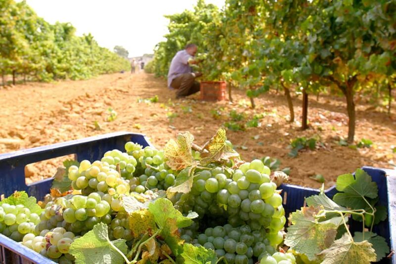 Chiclana de la Frontera: Winery Tour with Wine Tasting - Discover the Charm of Andalusian Wine in Chiclana de la Frontera