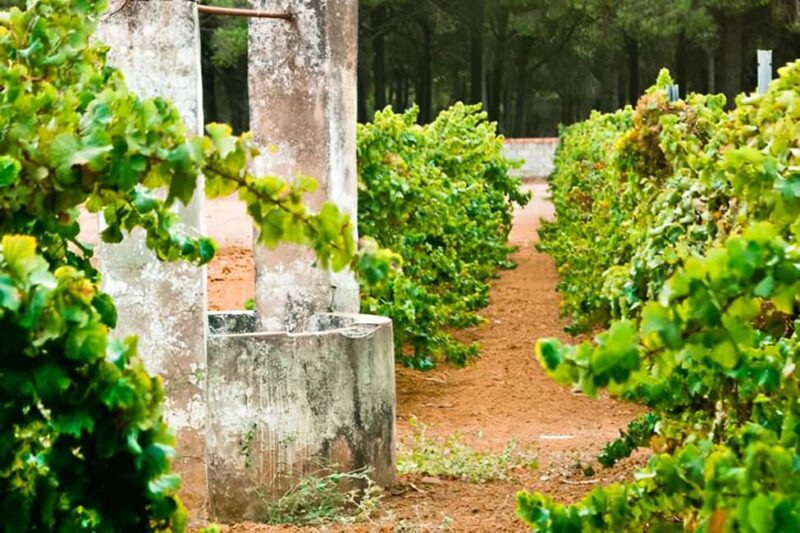 Chiclana de la Frontera: Winery Tour with Wine Tasting - Tasting Four Signature Wines and Paired Tapa