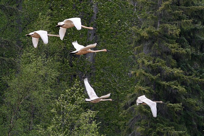 Chilkat River Jet-Boat Adventure in Haines - Wildlife Watching: Bears, Moose, and Other Animals