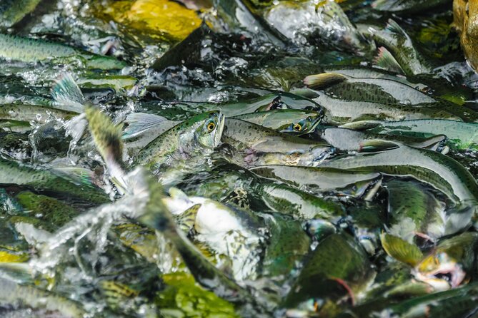 Chilkoot Lake Kayaing - Departing from Haines. - Key Points