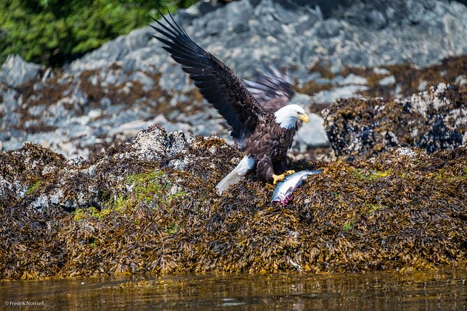 Chilkoot Lake Kayaing - Departing from Haines. - Easy-Peasy Sea Kayaking for All Skill Levels