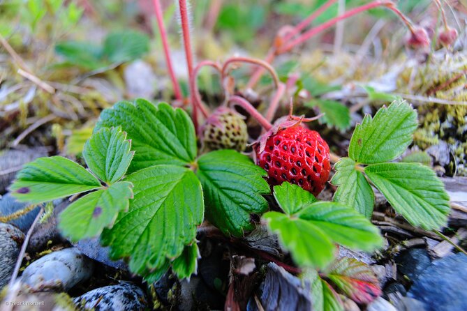 Chilkoot Lake Kayaking - Departing From Skagway - Explore Alaska’s Wilderness on a Guided Kayaking Adventure at Chilkoot Lake