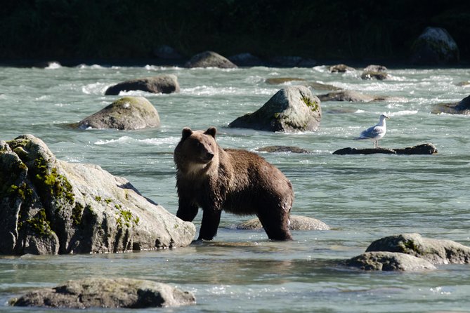 Chilkoot Wilderness and Wildlife Viewing (2.5 hrs in Haines) - Explore Alaska’s Wildlife at Chilkoot Lake with Expert Guides