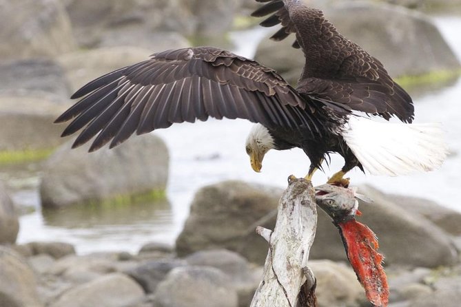 Chilkoot Wilderness and Wildlife Viewing - 6.5 hrs from Skagway - Chilkoot Wilderness and Wildlife Viewing – 6.5 Hours from Skagway
