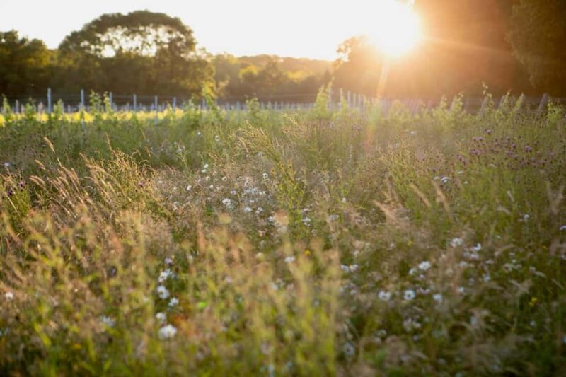 Chilterns: All inclusive Vineyard Tour with Tastings & Lunch - The Charm of Dropmore Vineyard with Feona