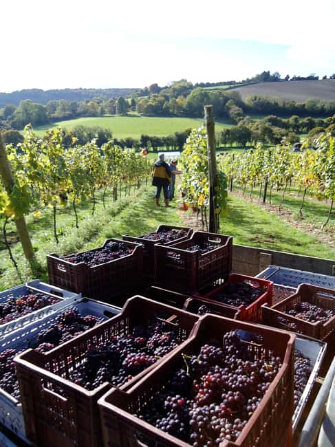 Chilterns: All inclusive Vineyard Tour with Tastings & Lunch - Practical Details and Group Size
