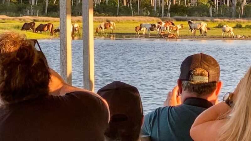 Chincoteague: Assateague Island Sunset Boat Cruise - The Experience of a Sunset Cruise from Chincoteague