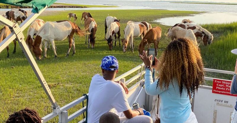 Chincoteague: Assateague Island Sunset Boat Cruise - What Wildlife Can Be Seen During the Cruise?
