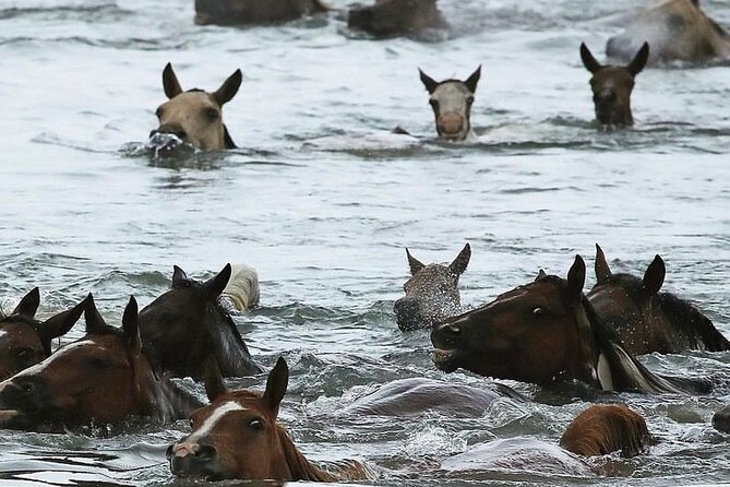 Chincoteague Pony Swim Kayak Tour 2026 with shuttle - How the Chincoteague Pony Swim is Observed from a Kayak