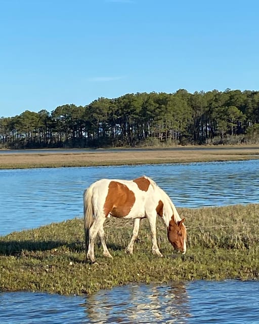 Chincoteague: Premier Pony & Wildlife Small Group Boat Tour - Exploring the Wildlife and Scenery of Chincoteague Waters