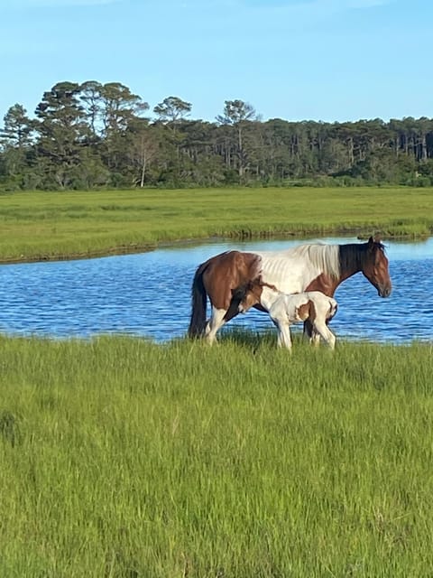 Chincoteague: Premier Pony & Wildlife Small Group Boat Tour - Practical Information: Booking, Cancellation, and What to Bring